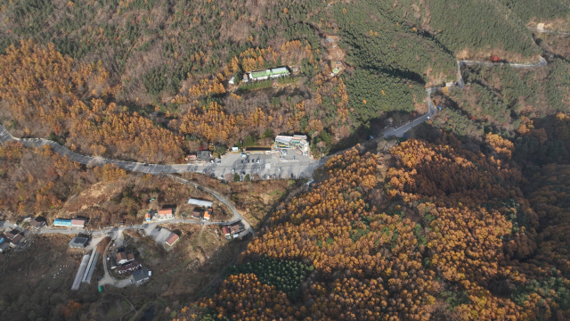 소백산이 가을 단풍으로 타들어 가고 있다(소백산 죽령 고개에서 드론으로 촬영). 영주시 제공