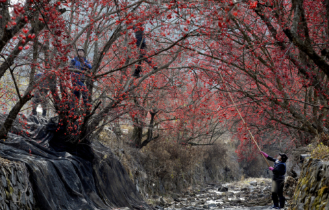 [우리들의 고향 의성]<15> 가을 의성 미완의 산수유