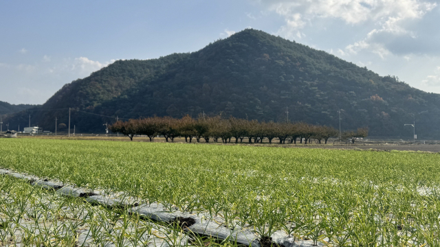 가을 파종 마늘밭.