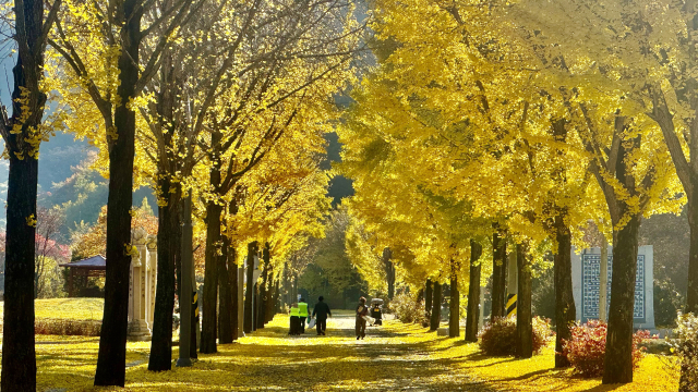 고운사 입구 가로숲 은행나무길.가을바람에 흔들리면서 노란 은행 단풍잎으로 터널을 이루면 손님을 맞고 있다.