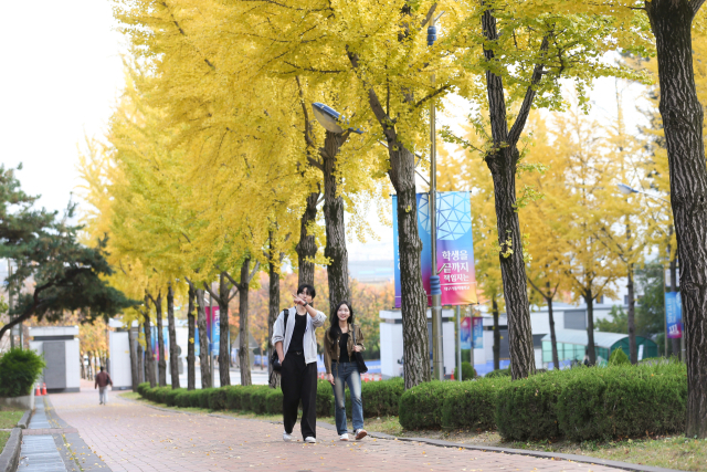 대구가톨릭대, 황금빛으로 물든 캠퍼스. 은행잎 사이로 스며든 햇살, 늦가을의 정취가 머무는 시간의 모습. 대구가톨릭대 제공