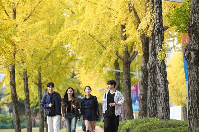 대구가톨릭대, 황금빛으로 물든 캠퍼스. 은행잎 사이로 스며든 햇살, 늦가을의 정취가 머무는 시간의 모습. 대구가톨릭대 제공