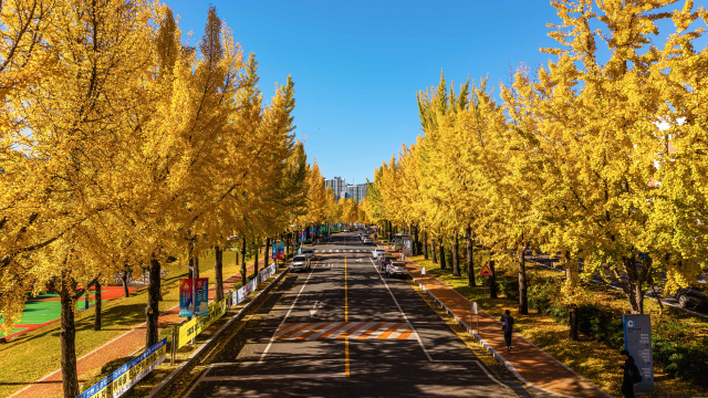 대구가톨릭대, 황금빛으로 물든 캠퍼스. 은행잎 사이로 스며든 햇살, 늦가을의 정취가 머무는 시간의 모습. 대구가톨릭대 제공