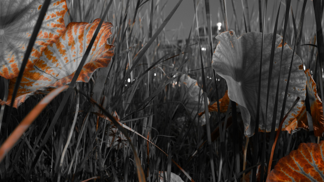 사진작가 우재오가 포착한 수성못의 가을.