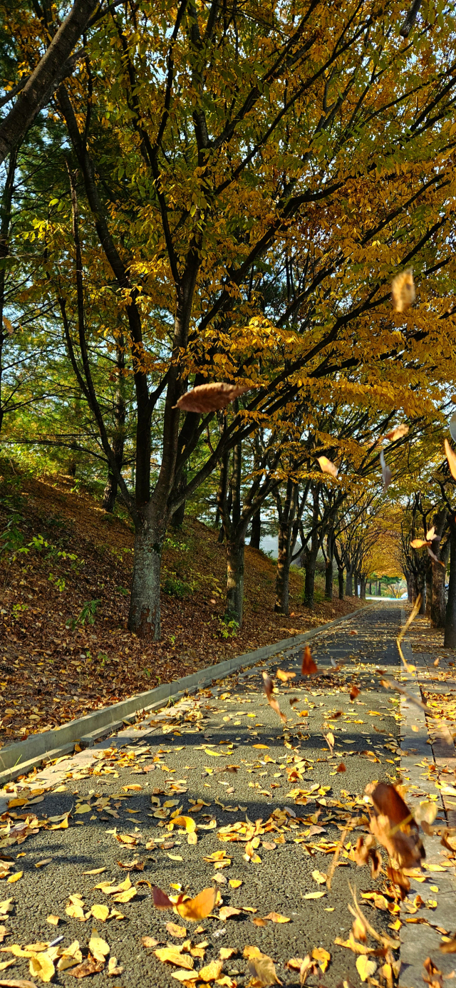 대구미술관에서 만난 단풍길.