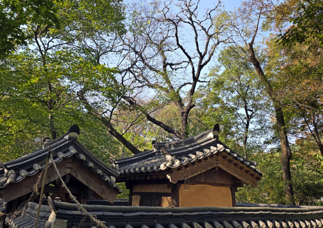 천연기념물인 영덕군 도천숲의 고욤나무는 다른 나무보다 잎이 빨리 떨어져서 가지가 앙상하다. 이 나무의 가슴높이 직경 72cm나 되며 줄기의 껍질이 깊게 갈라져 오랜 풍상을 이겨온 노거수의 위엄 있는 풍모가 시선을 압도한다.