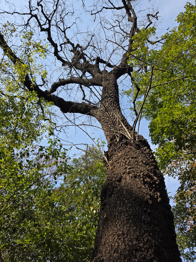 천연기념물인 영덕군 도천숲의 고욤나무는 다른 나무보다 잎이 빨리 떨어져서 가지가 앙상하다. 이 나무의 가슴높이 직경 72cm나 되며 줄기의 껍질이 깊게 갈라져 오랜 풍상을 이겨온 노거수의 위엄 있는 풍모가 시선을 압도한다.