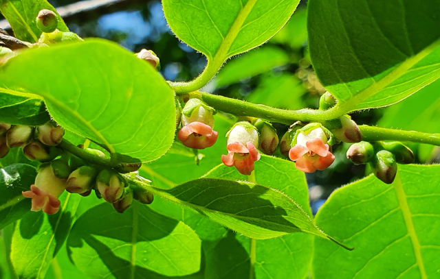고욤나무 잎은 어긋나며, 타원형으로 감잎에 비해 홀쭉하다.그리고 꽃. 꽃받침은 연두, 꽃잎 끝은 붉어 앙증맞다.