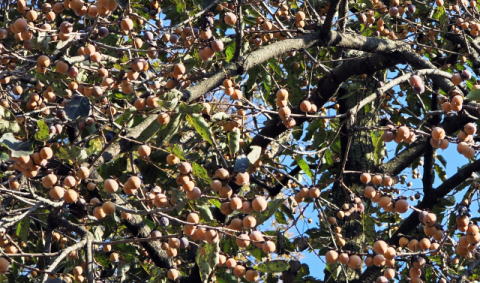 [이종민의 나무오디세이] 감나무 접붙이는 대목 고욤나무
