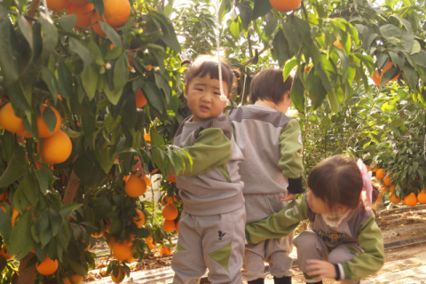 경북 칠곡에서 아열대 과일 '황금향' 재배 고수익 올려 