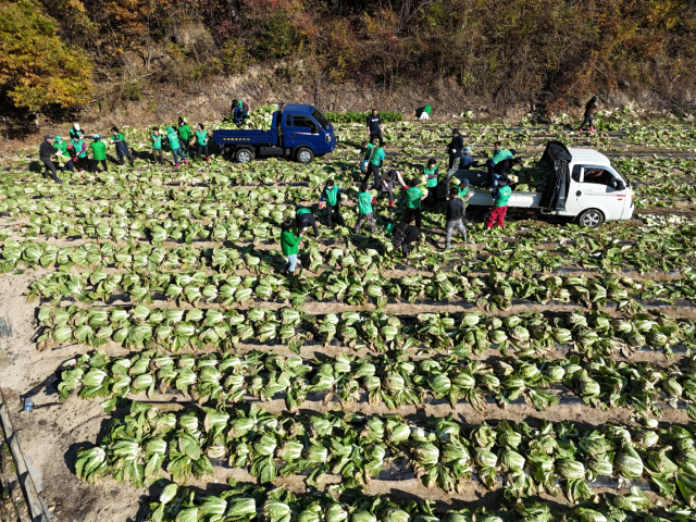 새마을농장에서 키운 배추와 무우를 새마을회원들이 직접 수확하고 있다. 영주시새마을회 제공