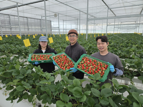 경북 프리미엄 딸기 '금실·아리향', 말레이시아 향해 첫 선적…글로벌 시장 공략 본격화