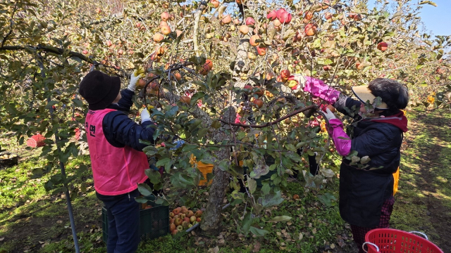 대구지역 동 단위 주민들이 안동의 자매결연 지역을 찾아 농촌일손돕기를 통해 우호교류 도농상생을 이어가고 있다. 안동시 제공