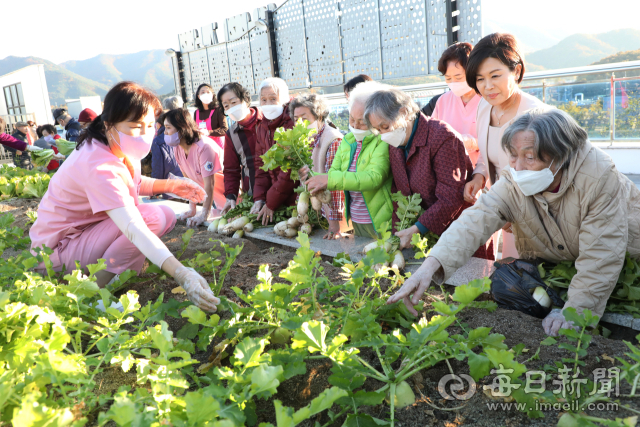 내부모요양재활타운센터 옥상 치유공원에서 어르신들이 무 수확을 하며 원예활동을 하고 있다. 정운철 기자 woon@imaeil.com