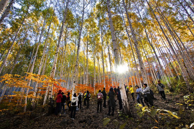 형형색색의 단풍이 자작나무와 어우러진 가을의 인제 자작나무숲.사진제공=인제군청