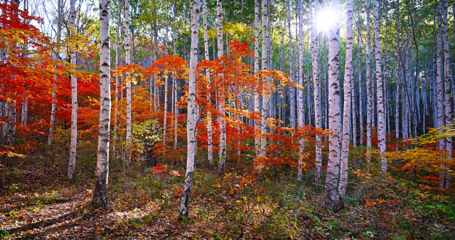 형형색색의 단풍이 자작나무와 어우러진 가을의 인제 자작나무숲.사진제공=인제군청