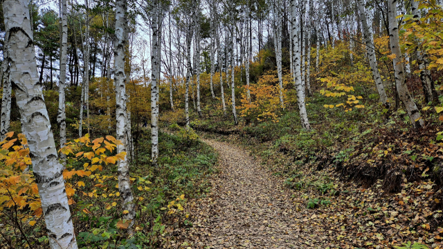 인제 원대리 자작나무숲 등산로.사진제공=인제국유림관리소