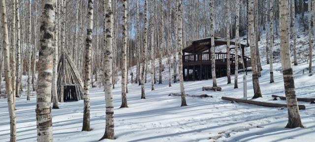인제 원대리 자작나무숲 겨울풍경.사진제공=인제국유림관리소