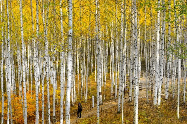 [팔도 핫플레이스] 인제 원대리 자작나무숲