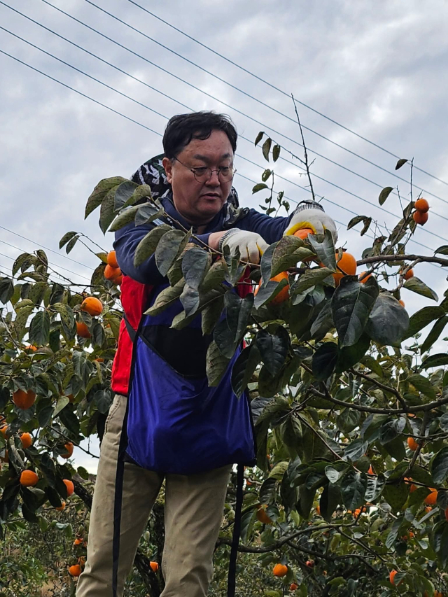 김현수 국민의힘 경남도당 대변인이 17일 고향 하동에서 감따기 봉사를 하고 있는 모습.