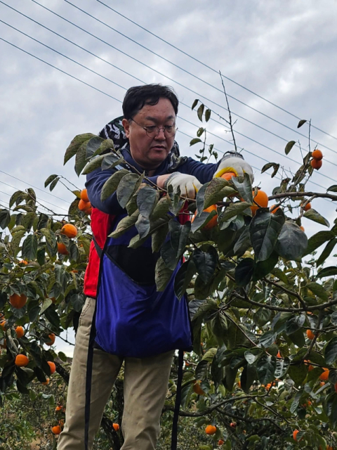 김현수 국민의힘 경남도당 대변인, 고향 하동에서 감따기 봉사… 농가들의 어려움 경청 시간 가져