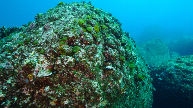 굴 자료사진. 매일신문DB
