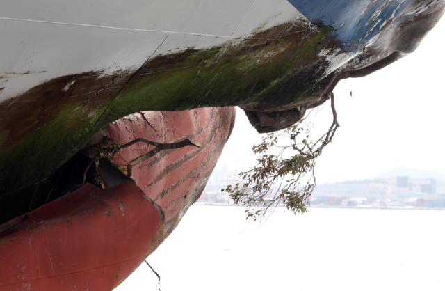 20일 오전 전남 목포시 삼학부두에 정박된 2만6천t급 여객선 퀸제누비아2호 선수에 나뭇가지가 끼어있다. 제주에서 267명을 태우고 목포로 향하던 퀸제누비아2호는 전날 신안군 장산면에 있는 족도에 좌초됐다. 승객과 선원 등 탑승자 267명은 전원 무사히 구조됐다. 연합뉴스