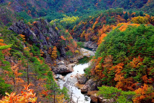 울진 불영사계곡이 단풍으로 불타고 있다. 울진군 제공