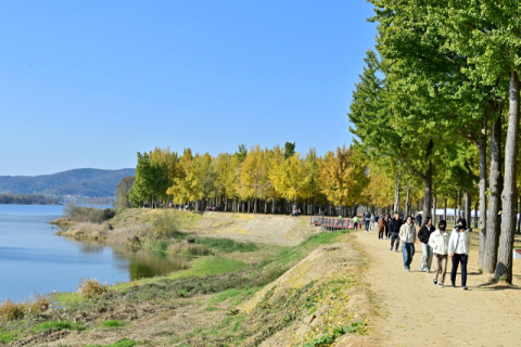 낙동강변 '고령 은행나무숲' 황금빛 물결, 주말 여행지 어때요?