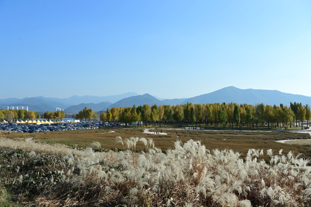 낙동강변 1Km 이상을 잇는 은행나무숲길을 관광객들이 걷고 있다. 고령군 제공.