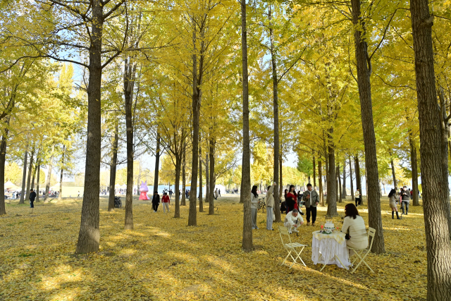 지난 21일 열린 고령군 다산면 은행나무숲 개장식. 고령군 제공.