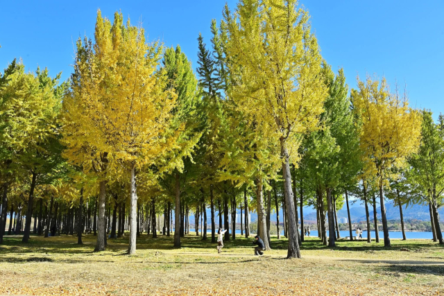 낙동강변 억새군락지와 어우러진 은행나무숲. 고령군 제공.