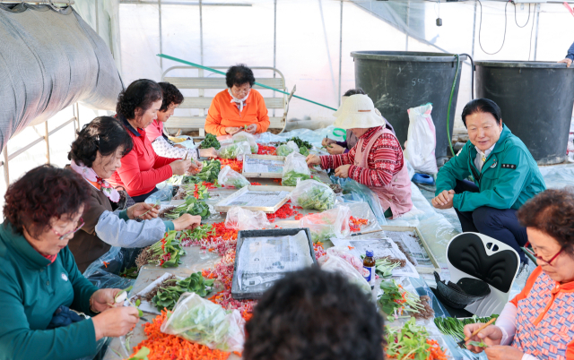 명품 성주참외 생산을 위한 접목 작업. 성주군 제공