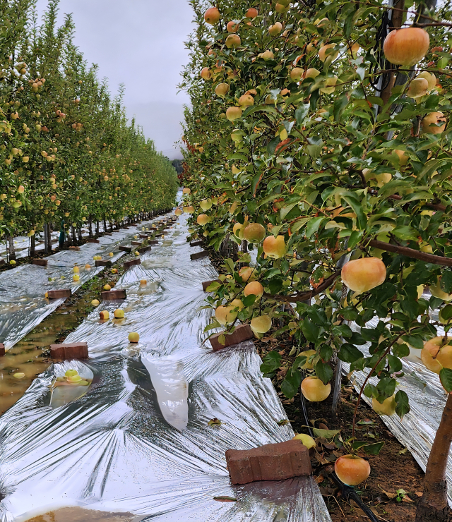 지난 10월 중순 수확을 앞둔 사과 부사 품목. 예년 같으면 크기는 완숙이 됐고 막바지 색깔만 더욱 선명하게 잡을 시기지만 연일 비가 내리고 흐린 날이 계속돼 색깔이 전혀 잡히질 않았다. 전종훈 기자