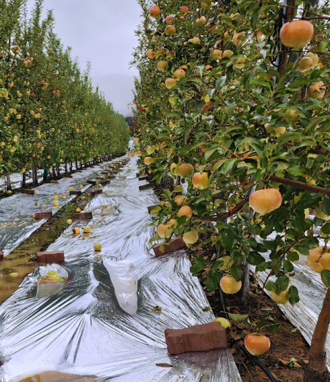 [금과가 된 사과] 사과 풍년에 웃지 못하는 경북 농가