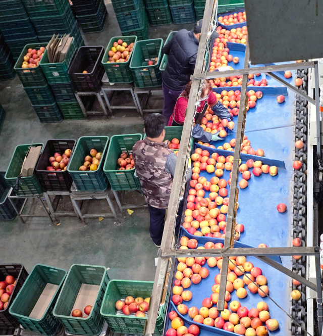 전국최대규모의 사과 유통이 이뤄지는 안동청과에서 지역 농가에서 수확돼 청과로 이동된 사과들에 대한 선별작업이 진행되고 있다. 김영진 기자