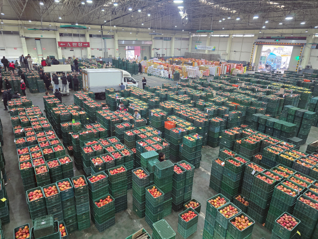 전국 사과 유통량의 32%를 차지하는 안동청과에서 25일 경매사들과 농가 관계자들이 각 지역에서 운송된 사과를 분류, 선별하고 실시간으로 경매를 진행하고 있다. 김영진 기자
