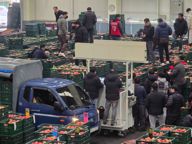 전국 사과 유통량의 32%를 차지하는 안동청과에서 25일 경매사들과 농가 관계자들이 각 지역에서 운송된 사과를 분류, 선별하고 실시간으로 경매를 진행하고 있다. 김영진 기자
