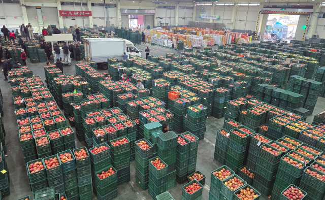 사과 만생종 20㎏ 42만원, 중생종은 50만원 넘기기도