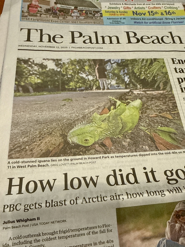이날 팜비치포스트 1면 기사. 플로리다에 찾아온 이상 한파에 이구아나가 나무 위에서 떨어졌다는 내용을 담고 있다. 플로리다 지역은 최근 이상 기온이 반복되면서 나무에서 떨어진 이구아나가 자주 회자된다. 구민수 기자