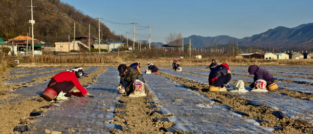 한지마늘 주산지인 의성 곳곳에선 마늘심기가 한창이다.