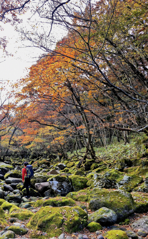 [김도훈 기자의 아웃도어 라이프] 중산간 깊은 숲, 제주의 속살을 만난다…한라산 둘레길
