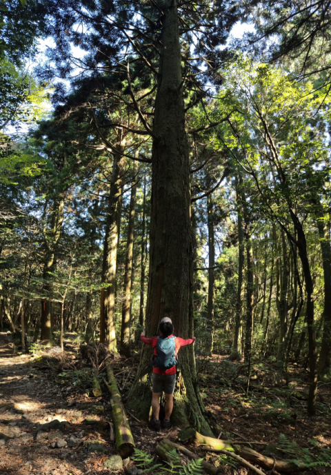 4구간 동백길에서 만난 삼나무 숲. 한라산 둘레길에선 시원하게 쭉쭉 뻗은 삼나무 숲을 쉽게 만날 수 있다. 김도훈 기자