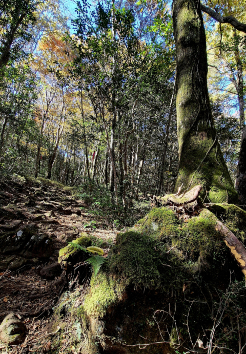 육지와는 다른 독특한 모습을 지닌 한라산 숲길. 김도훈 기자