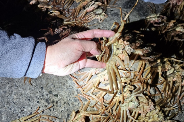포항해양경찰서가 최근 대게 불법 포획사범에게서 압수한 암컷 대게. 포항해양경찰서 제공.