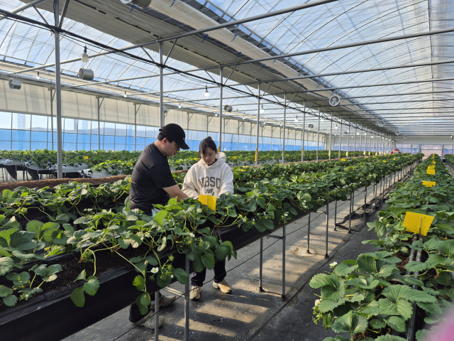 청년농업인들이 포항 특구 내 딸기하우스에서 작업을 하고 있다. 경북농업기술원 제공