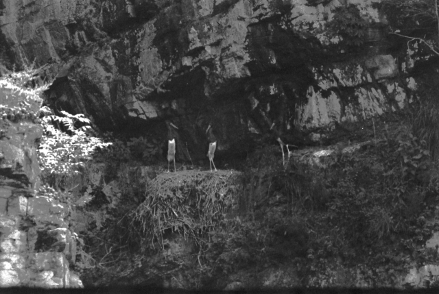 사진은 가송 먹황새가 절멸되기 4년 전인 1964년 7월 고 윤수암씨가 촬영한 사진. 매일신문 D/B