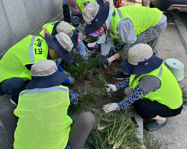 노인일자리를 통해 울진지역 어르신들이 공익활동을 하고 있다. 울진군 제공