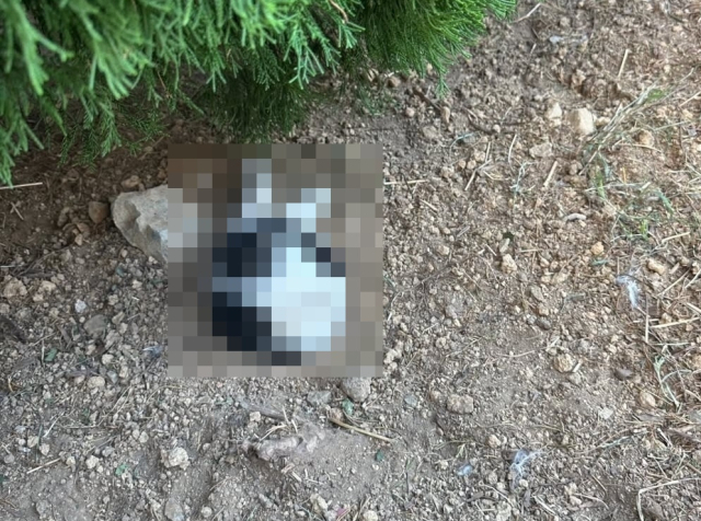 부산의 한 대학교 캠퍼스에서 골절된 고양이가 땅에 반만 묻혀 죽은 채 발견된 모습. 동물학대방지협회 제공