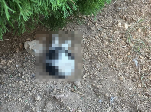 머리부터 몸통 반이 땅에 묻힌 채…입안 피 가득·다리 골절돼 죽은 고양이